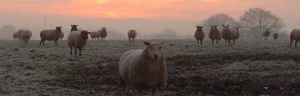 Sheep in a frosty field