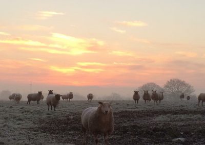Sheep in the frost