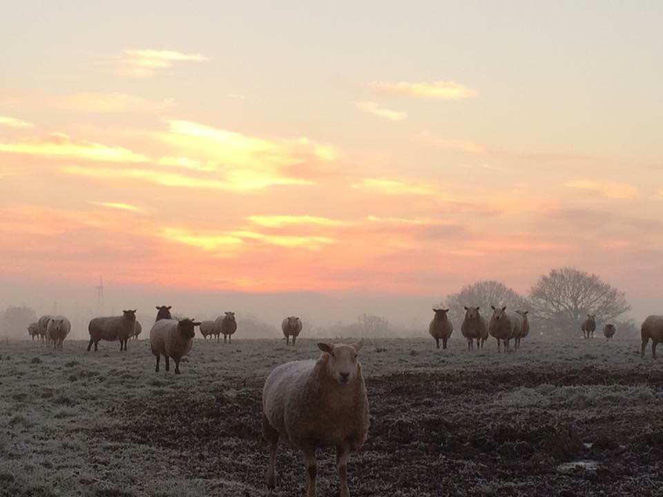 Sheep in the frost