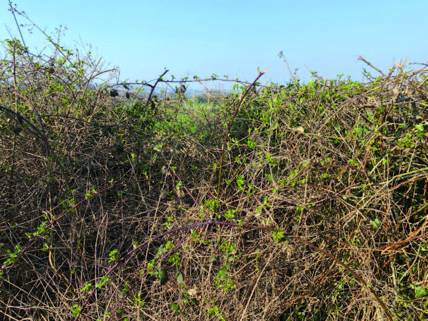 nature growing